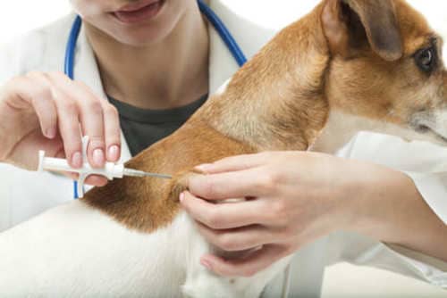 destaque Aplicação de Microchip em Gaia