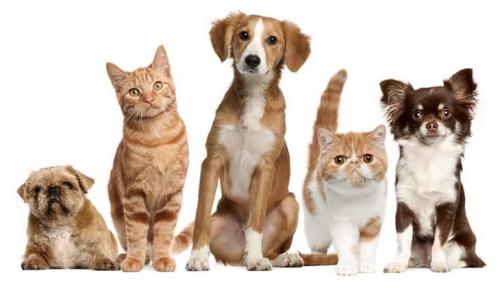 destaque HOTEL PARA ANIMAIS